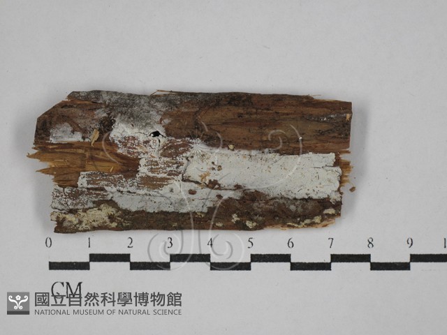 傑克菌屬藏品圖，第1張