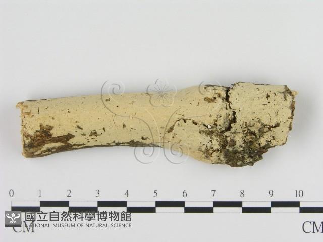 絲齒菌屬藏品圖，第1張