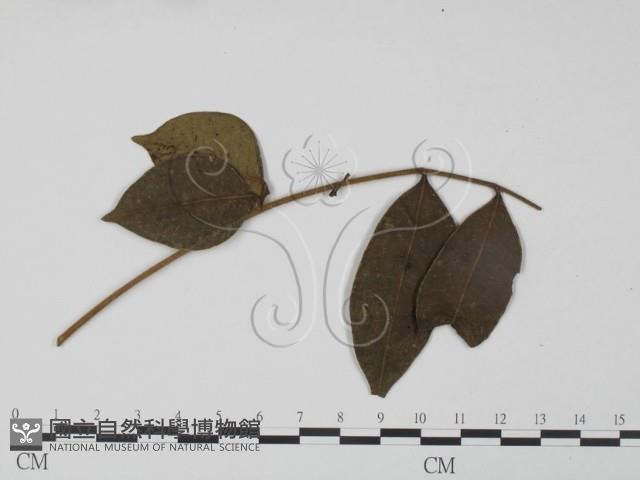 登錄號:F0019272藏品圖，第1張