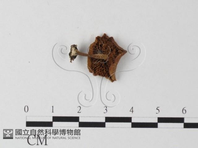 登錄號:F0023272藏品圖，第1張