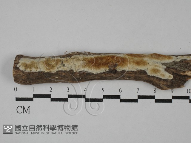 登錄號:F0028872藏品圖，第1張
