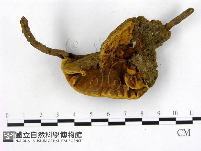 登錄號:F0008872藏品圖，第1張