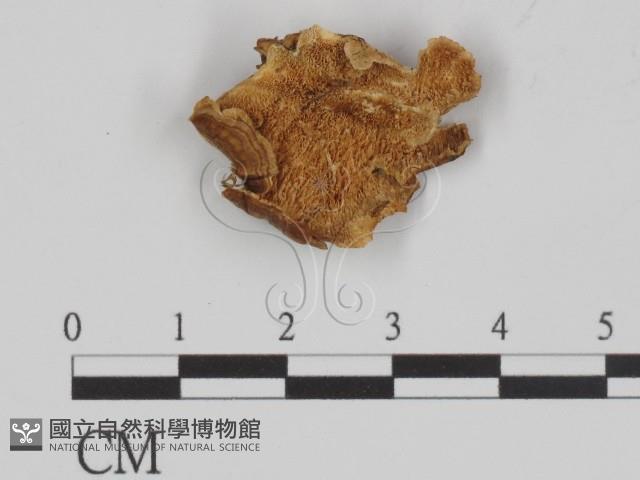 登錄號:F0018872藏品圖，第1張