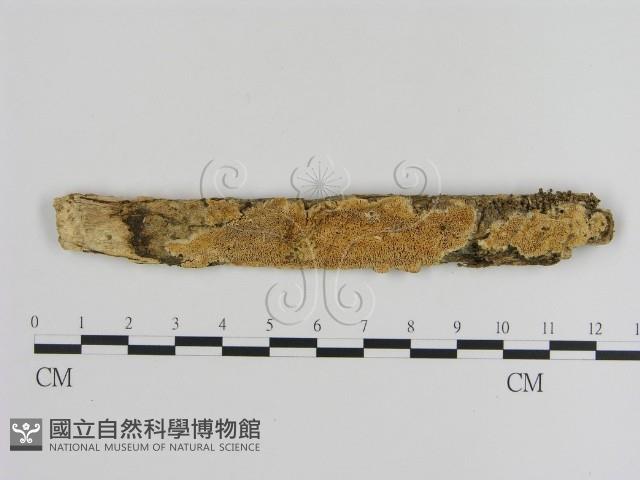 登錄號:F0020872藏品圖，第1張