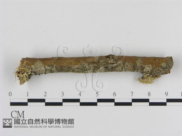 刺革菌屬藏品圖，第1張
