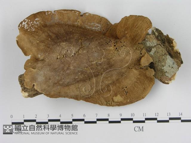 登錄號:F0010872藏品圖，第1張