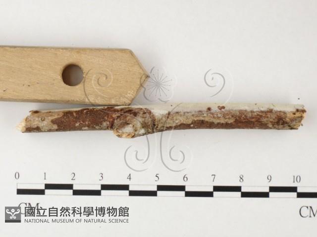 登錄號:F0026872藏品圖，第1張