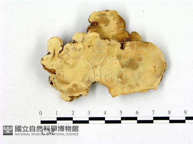 登錄號:F0006872藏品圖，第1張