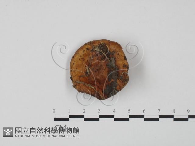 紅菇屬藏品圖，第1張