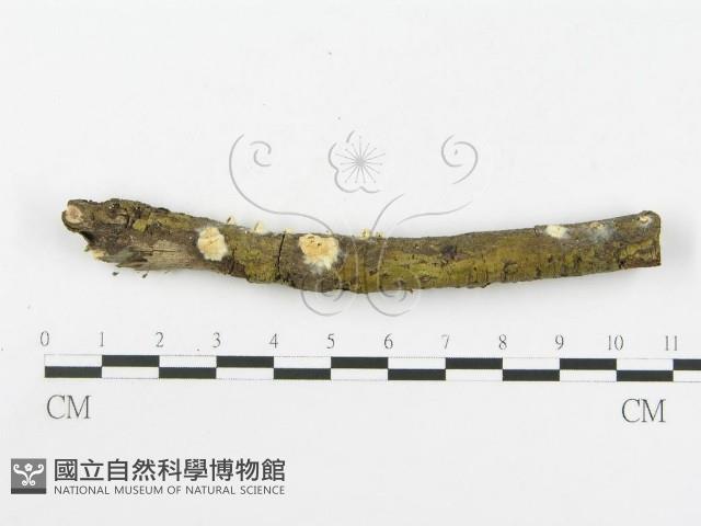 登錄號:F0001872藏品圖，第1張