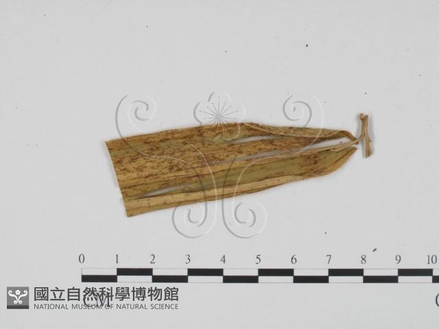 登錄號:F0011872藏品圖，第1張