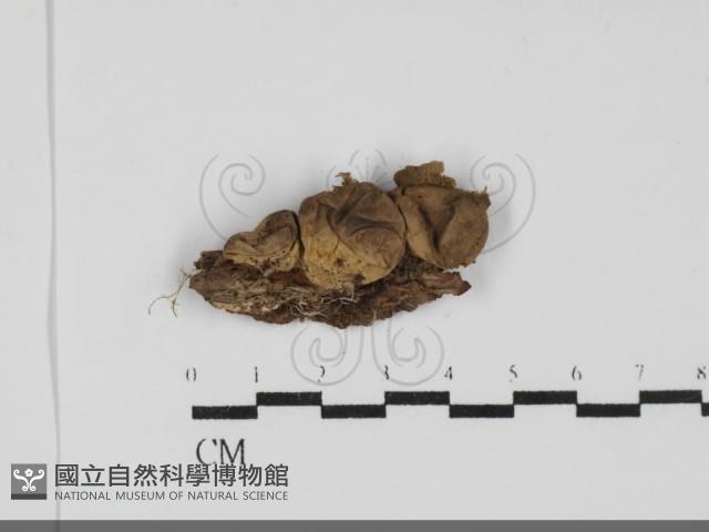 登錄號:F0031872藏品圖，第1張
