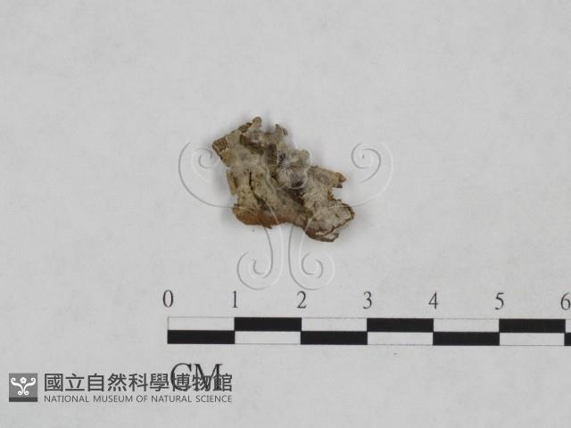 針齒銳岩菌藏品圖，第1張