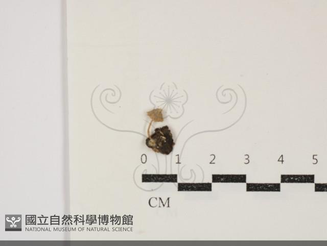 小菇屬藏品圖，第1張