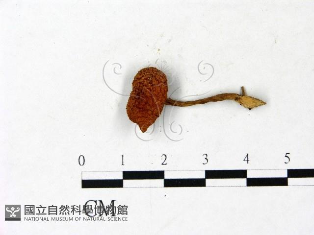 登錄號:F0022872藏品圖，第1張