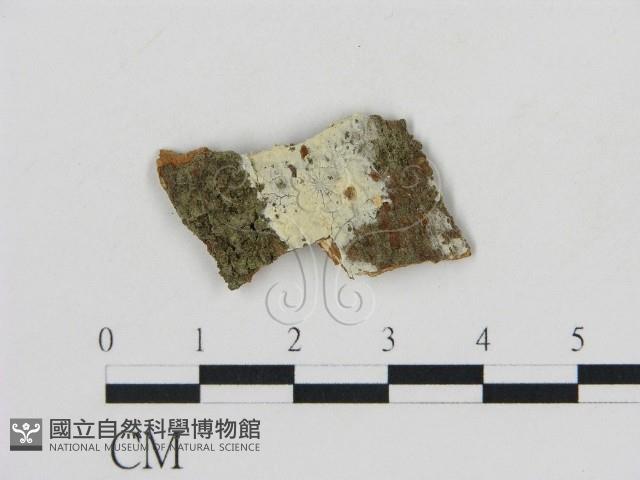 冇骨消絲齒菌藏品圖，第1張
