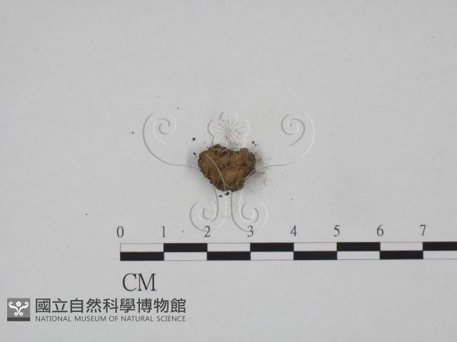登錄號:F0012872藏品圖，第1張