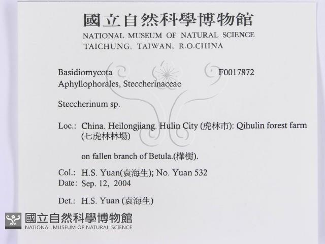 齒耳菌屬藏品圖，第3張