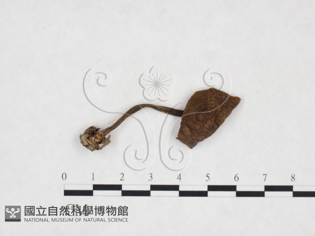 登錄號:F0025872藏品圖，第1張