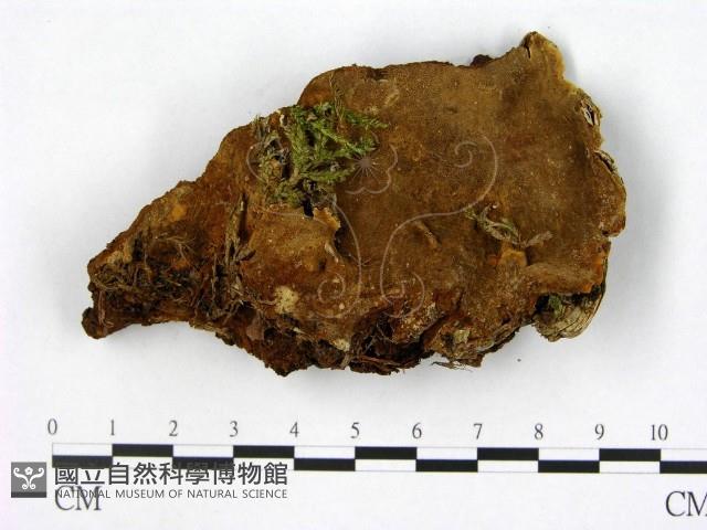 登錄號:F0005872藏品圖，第1張
