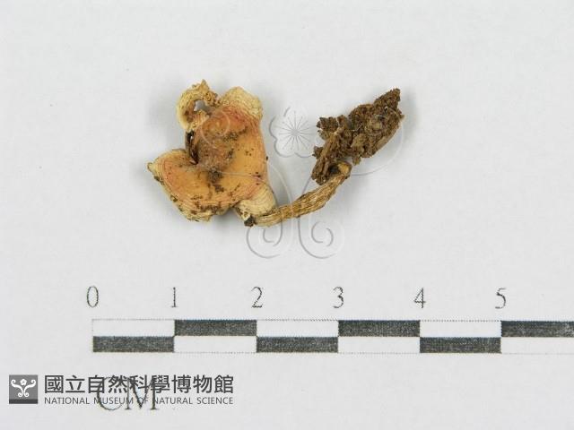 紅菇屬藏品圖，第1張