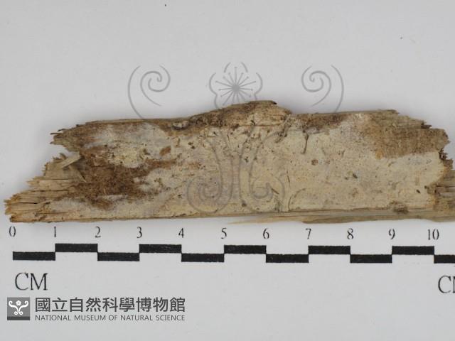 登錄號:F0029872藏品圖，第1張