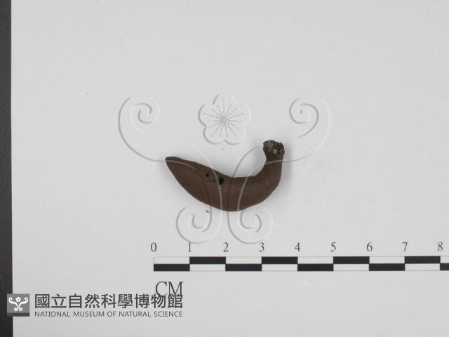 炭角菌屬藏品圖，第1張