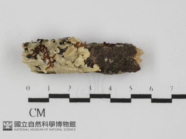 登錄號:F0019872藏品圖，第1張