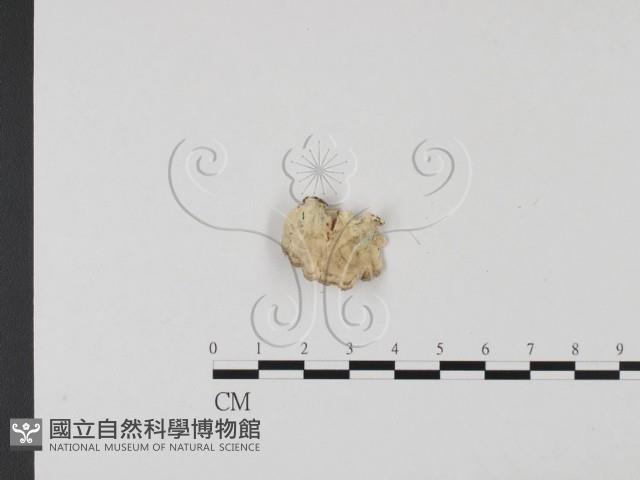 附毛菌屬藏品圖，第1張