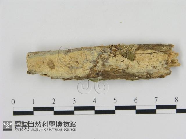 登錄號:F0003872藏品圖，第1張