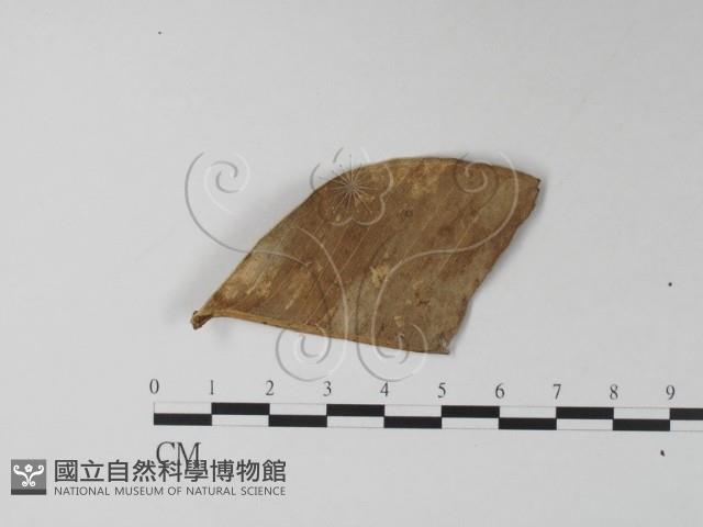 登錄號:F0013872藏品圖，第1張