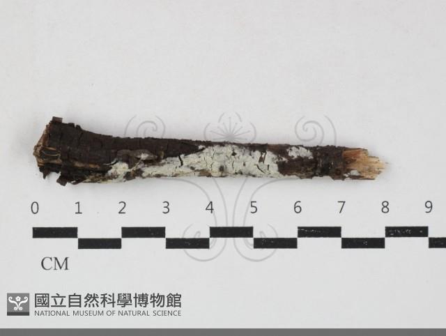 登錄號:F0033872藏品圖，第1張