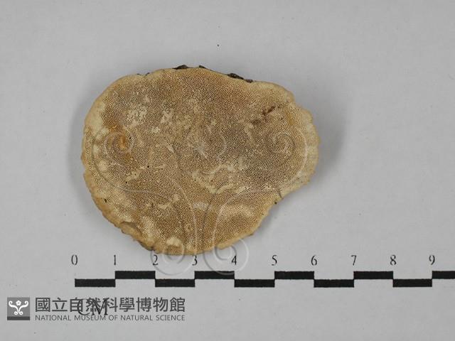 登錄號:F0028972藏品圖，第1張