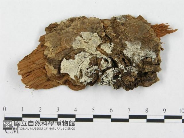 針齒銳岩菌藏品圖，第1張