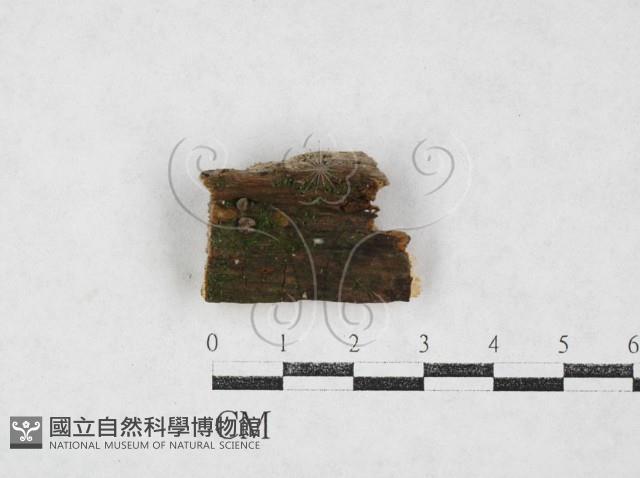 登錄號:F0026972藏品圖，第1張