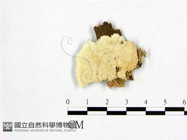 登錄號:F0006972藏品圖，第1張