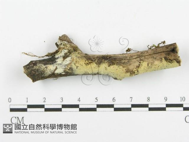 登錄號:F0016972藏品圖，第1張