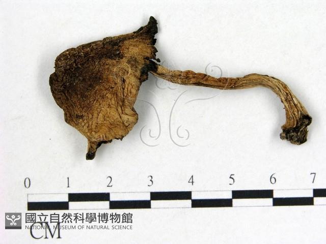 鬼傘屬藏品圖，第1張