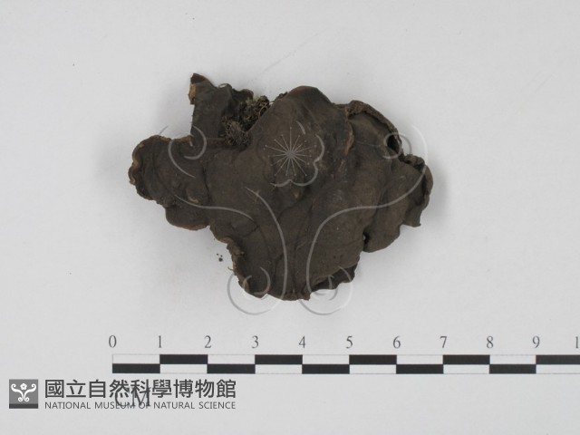 登錄號:F0001972藏品圖，第1張