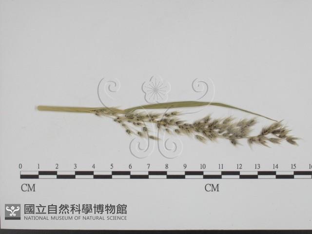 登錄號:F0011972藏品圖，第1張