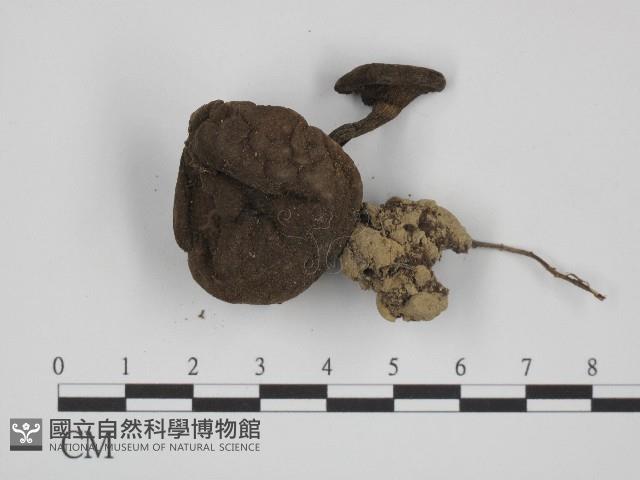 登錄號:F0004972藏品圖，第1張