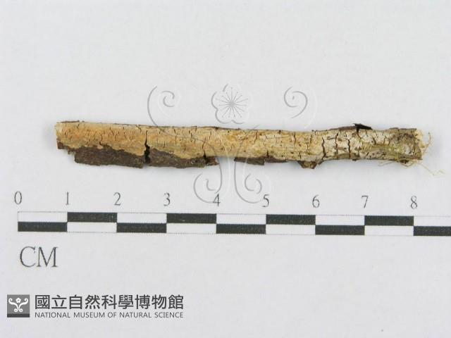 射脈菌屬藏品圖，第1張