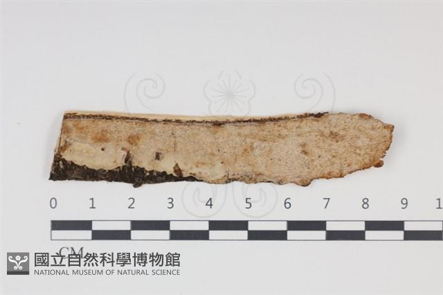 登錄號:F0034972藏品圖，第1張