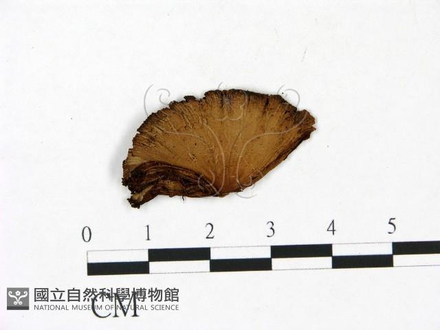 登錄號:F0022972藏品圖，第1張