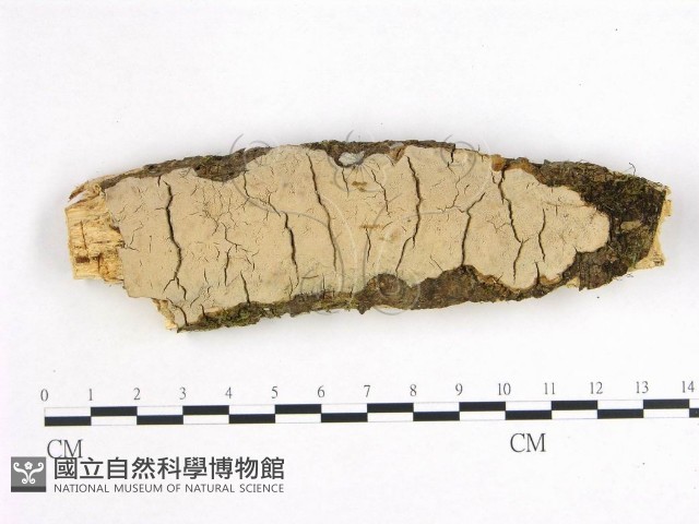 登錄號:F0002972藏品圖，第1張