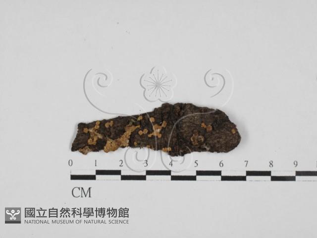 盤革菌屬藏品圖，第1張