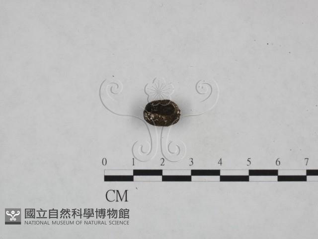 登錄號:F0007972藏品圖，第1張