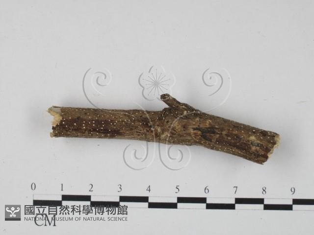 登錄號:F0017972藏品圖，第1張