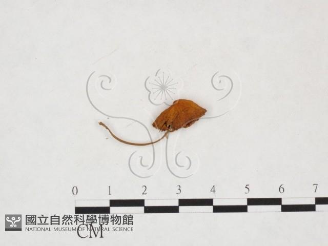 小皮傘屬藏品圖，第1張