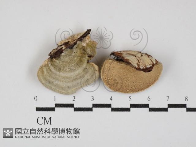 登錄號:F0029972藏品圖，第1張